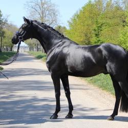 Maximus Jung HP du Winckel